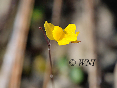 Zigzag Bladderwort (Utricularia subulata)